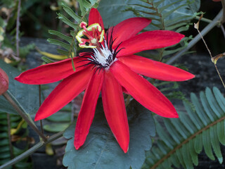 Red Passion Flower in bloom