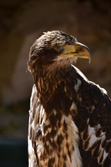 ÁGUILA CALVA
