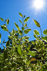 Leaves of an ornamental shrub against the blue sky in the sun. Vertical photo.