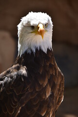 ÁGUILA CALVA