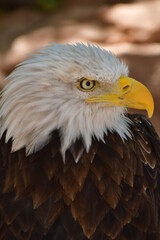 ÁGUILA CALVA