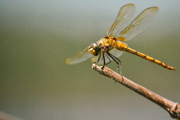 insecto