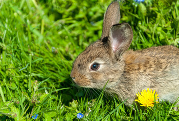 A little hare lurked in the green grass. Close-up side view of the animal.