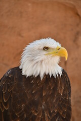 ÁGUILA CALVA