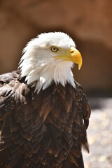 Fototapeta premium ÁGUILA CALVA