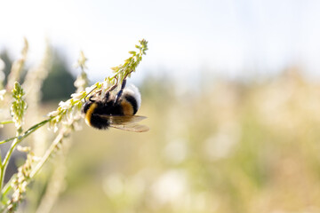 bumblebee collects nectar from a flower on a sunny day