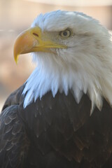 Obraz premium ÁGUILA CALVA