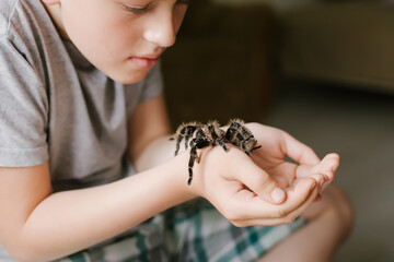 Tarantula spide in terrariumr on window at home.. Favorite Theraphosidae hand-held pet waiting for owner.