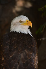 Fototapeta premium ÁGUILA CALVA