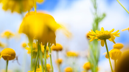 Yellow bull`s eye flowers in the summer field