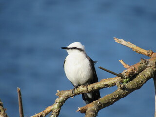 Lavadeira-mascarada/Masked water tyrant