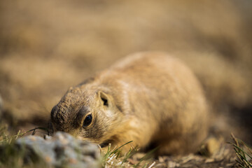cute prairie dog