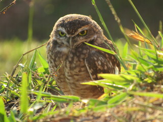 Coruja-buraqueira/Borrowing owl