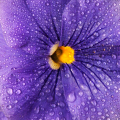 violet pansy, morning dew