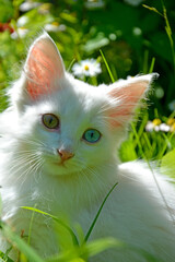 A beautiful white cat with eyes of different colors looks straight. Cat face close-up.