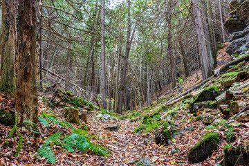 Colour nature photograph taken along the trails at Hell Holes Nature Trails in Napanee, Ontario Canada during a dry fall day.