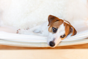 A beautiful dog jack russell terrier lies in a chair on its side, rests, looks to the side. Close-up portrait of a dog. Light background, copy space. Day of dogs, day of pets.