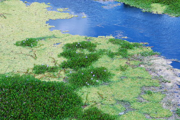 Fotos do Rio Capíbaribe feitas as margens da BR408 na cidade de paudalho-PE
