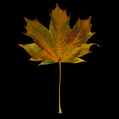 autumn maple leaf