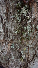 Tronco de árbol viejo