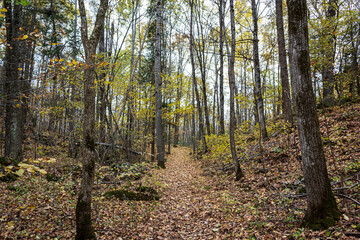 Obraz premium Colour nature photograph taken along the trails at Hell Holes Nature Trails in Napanee, Ontario Canada during a dry fall day.