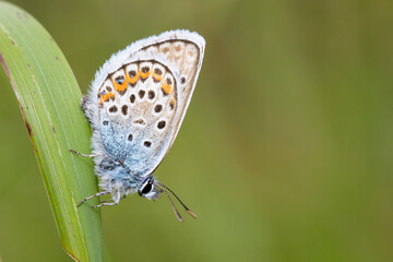 Common Blue Butterfly, Polyommatus icarus, Resting Head Down On A Grass Leaf With Wings Raised. Taken at New Forest UK