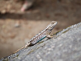Small Lizard on Rock 