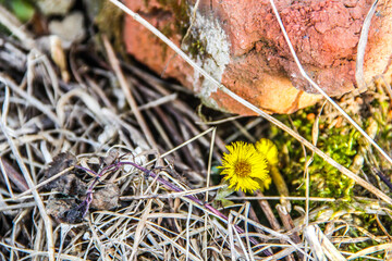 autumn leaves on the grass