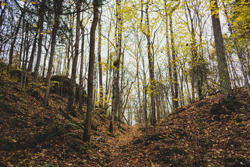 Colour nature photograph taken along the trails at Hell Holes Nature Trails in Napanee, Ontario Canada during a dry fall day.