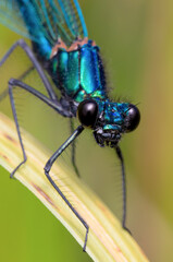 Macro Head On Shot Of A Male Banded Demoiselle Damselfly, Calopteryx splendens, Resting On A Reed. Taken at Moors Valley UK