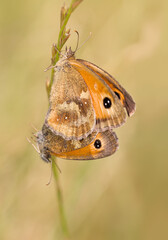 Pair Of Gatekeeper Butterflies, Pyronia tithonus Mating Whilst Holding Onto A Grass Stem. Taken at Stanpit Marsh UK