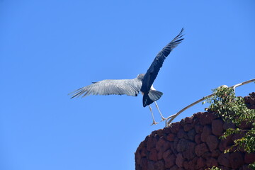 AVES VOLANDO