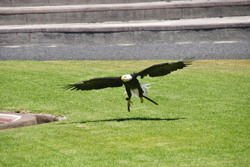 ÁGUILA  CALVA