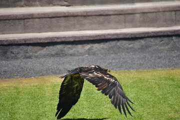 ÁGUILA  CALVA