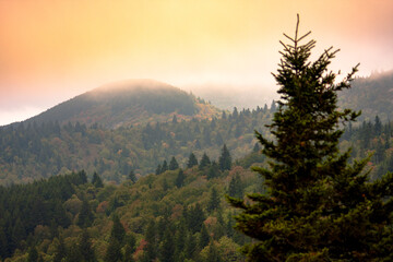 Misty Mountain Sunrise with Coniferous Trees