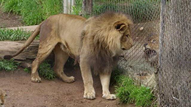 male lion tension between zoo cages