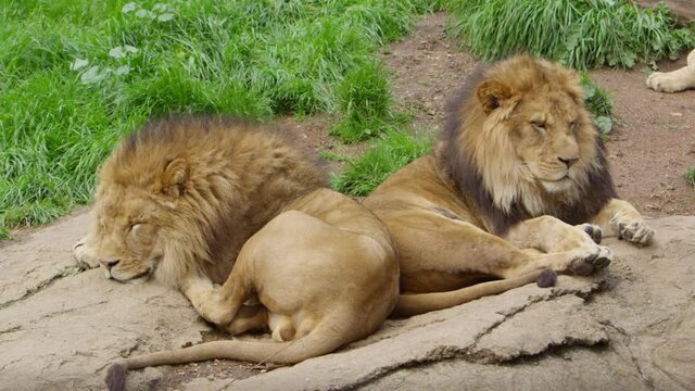 sleepy male lion brothers together.