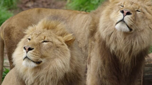 rogue lion brother smelling the air for prey together