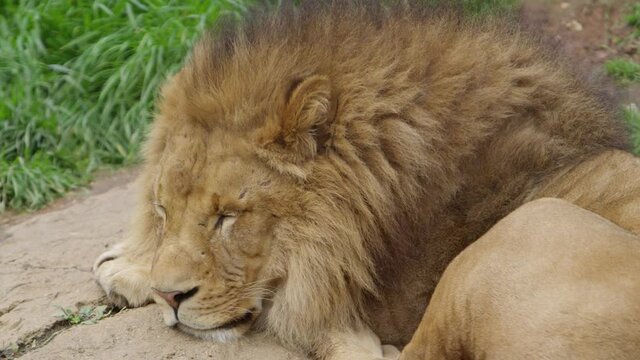 male lion with scars sleeping
