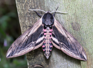 Privet Hawk Moth, Sphinx ligustri, Resting On A Piece Of Wood With Its Wings Apart Showing The Pink Abdomen. Taken at Blashford Lakes UK