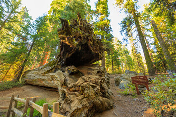 Michigan tree in Sequoia National Park of California, United States of America, fallen in 1931.