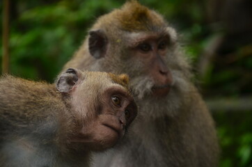 Monkey forest Bali 2