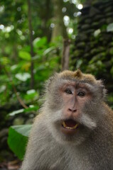 Monkey forest Bali