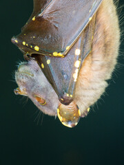 Eastern Tube nosed Bat (Nyctimene robinsoni)