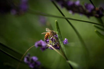 Macro of Bee on Lavender