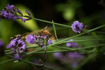 Macro of Bee on Lavender