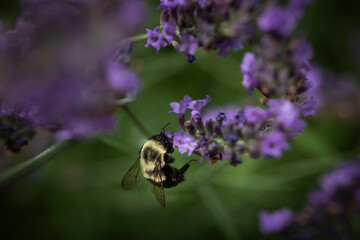 Macro of Bee on Lavender