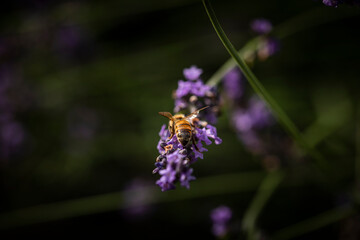 Macro of Bee on Lavender