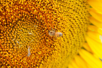 small yellow bee pollinates the seeds of the sunflower flower close up
