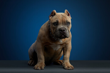 Perro american bully color cafe, sentado sobre una superficie gris y un fondo azul, con una mirada tierna y mirando a la camara